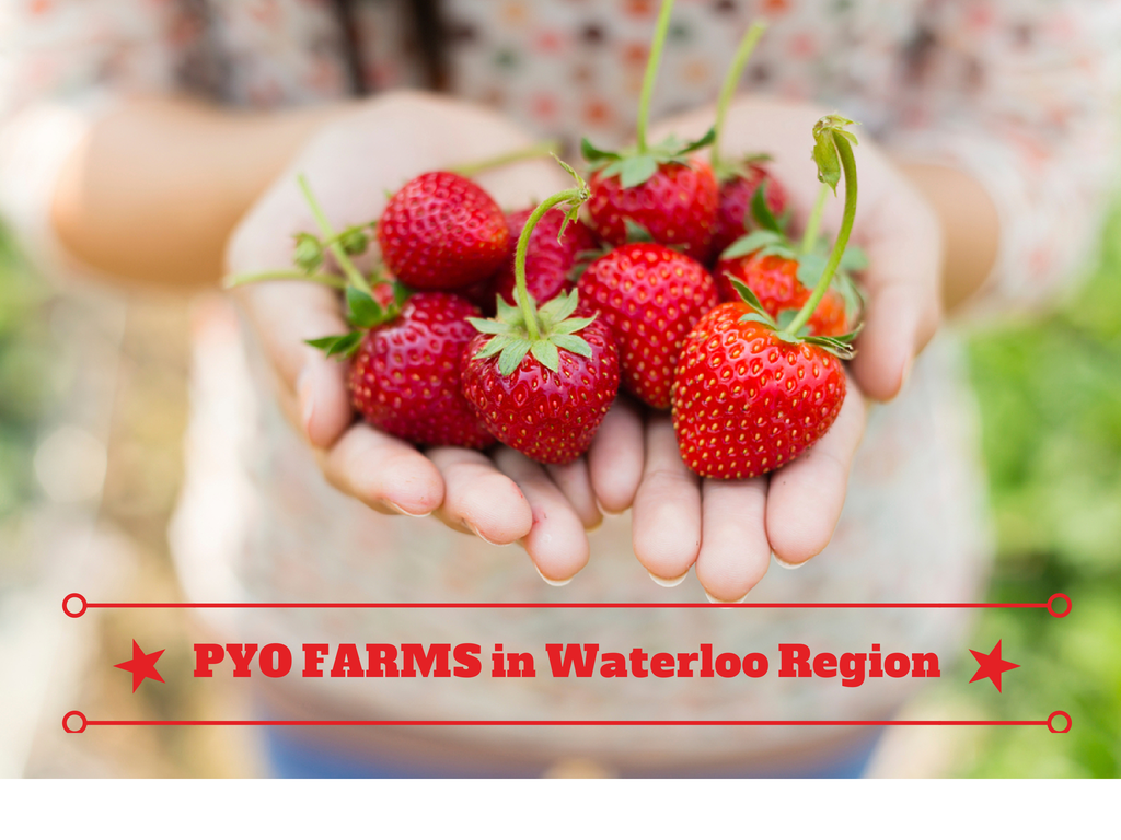 Living in Waterloo Ontario: PYO Farms